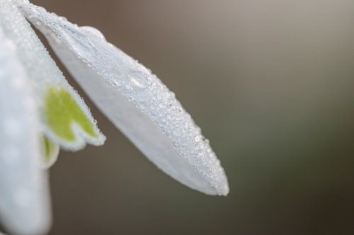 Sneeuwklokje met waterdruppel