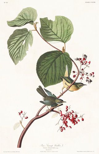 Blauwe zwartkeelzanger