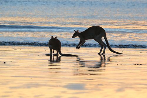 kangoeroe op strand bij zonsopgang, mackay, noord queenland, australië