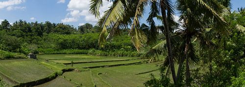 Rijst panorama
