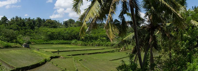 Rijst panorama von Leanne lovink