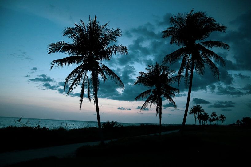 Miami von Hello Pompoyo
