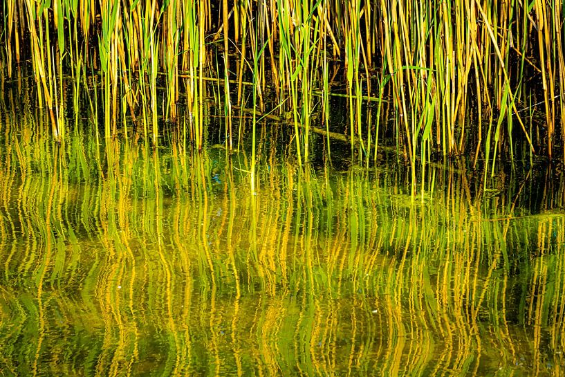 Reflection reed by Dieter Walther