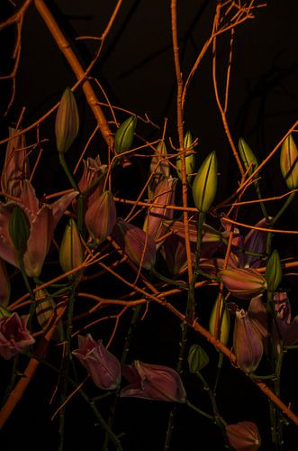 Mystérieux sur Ellinor Creation