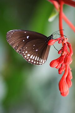 Vlinder van Tesstbeeld Fotografie
