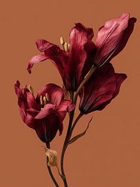 Dried flowers on a natural clear background Warm terracotta by Esmeé Kiewiet