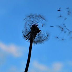 Dandelion van Mariska de Groot