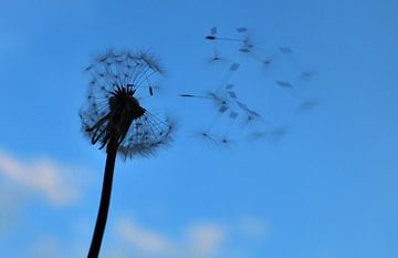 Dandelion van Mariska de Groot