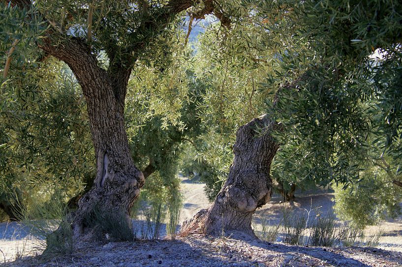 Olivenbäume in Andalusien. von Jan Katuin