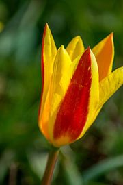 Tulip Blossom