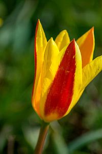 Tulpenblüte