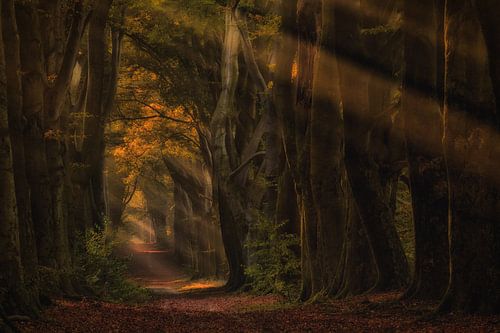 Sprookjesachtige herfst boslaan