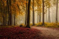 Ochtend mist in het bos ,Oranjewoud Friesland