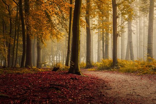 Ochtend mist in het bos ,Oranjewoud Friesland