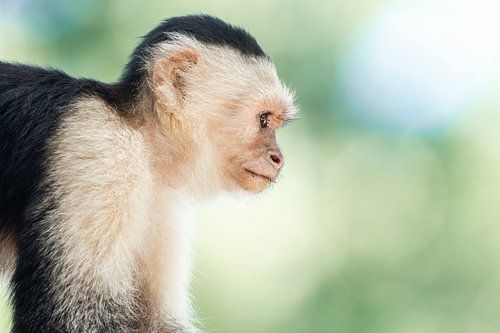 Profil de pensée - Vue de côté