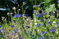 Blauviolettes Blumenfeld von Jolanda de Jong-Jansen Miniaturansicht