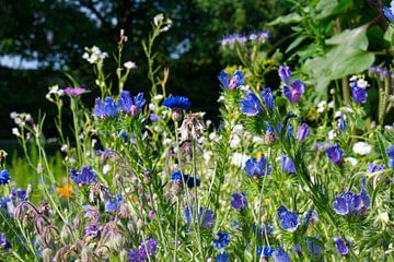 Blauw paars bloemenveld van Jolanda de Jong-Jansen