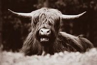 Sepia Scottish Highlander