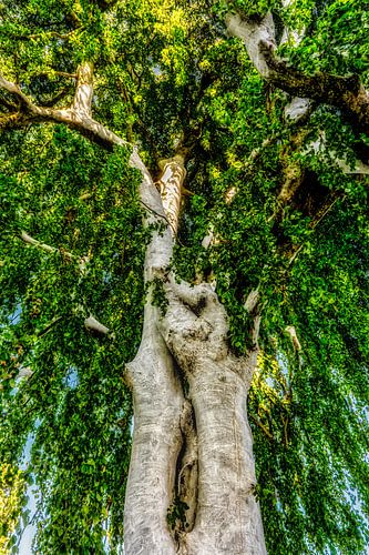 Witte beuk in de zomer