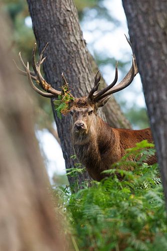 Bronstig Edelhert in boslandschap
