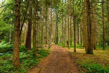 Bain de forêt sur Tanja Voigt