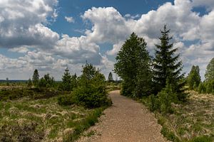 Landscape at Baraque Michel (Belgium)