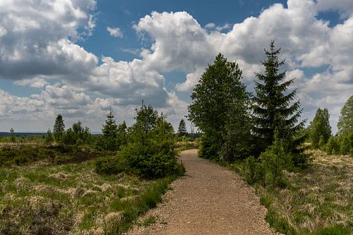 Landscape at Baraque Michel (Belgium)
