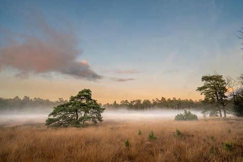 Des chiennes blanches sur le Dwingelderveld à Drenthe