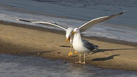 Pontic Gull by Cees van der Linden