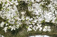 Weiße Blüten der Magnolie blühen im Frühling von Jessica Berendsen Miniaturansicht