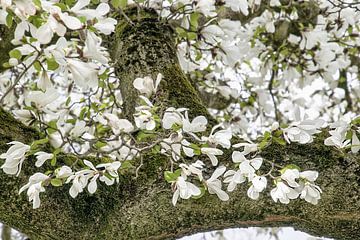 Witte bloemen van de Magnolia lentebloesem
