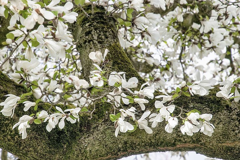 Weiße Blüten der Magnolie blühen im Frühling von Jessica Berendsen