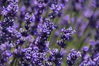 Lavendel