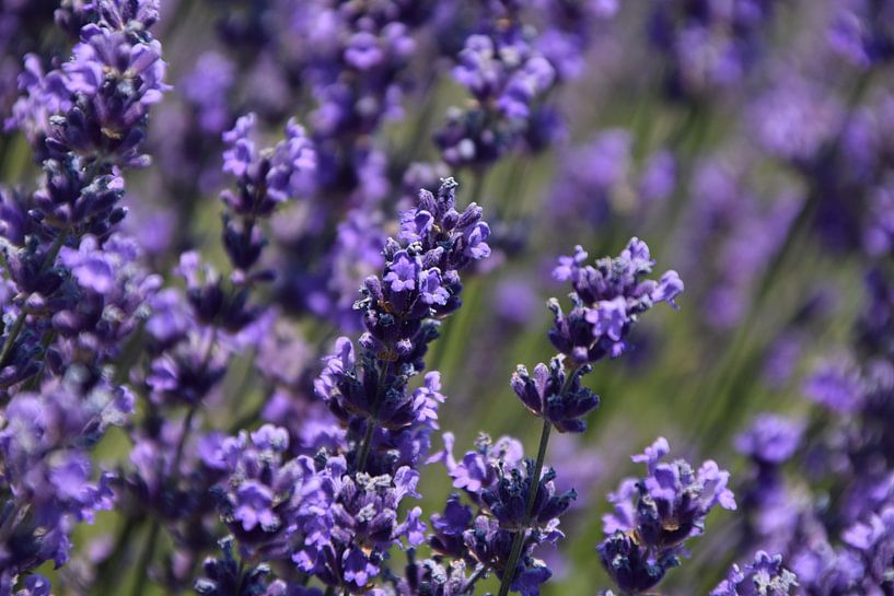 Lavendel von Robin Verhoef