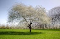 18 pictures of an apple tree  van Patrick LR Verbeeck thumbnail