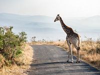'Giraffe on stilts: morning steps in the South African sun'