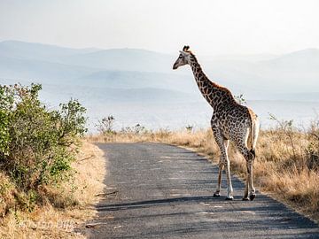 Giraffe auf Stelzen: morgendliche Schritte in der südafrikanischen Sonne von Kirsten Dijk