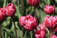 Tulpjes by Pamela Fritschij thumbnail