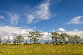 Windflüchter Bäume bei Zingst nach dem Sturm von Christian Müringer