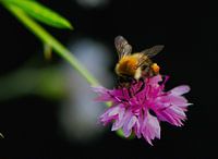 pretty bee