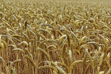 Cereal field in Denmark by Naomi Elshoff