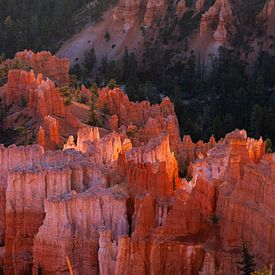 Die ersten Strahlen der Sonne Bryce Canyon von Peter Gude