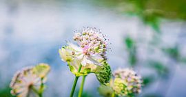 Bloemen bij het meer