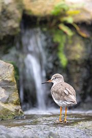 Een tureluur poserend voor een waterval van Piet Hein Schuijff