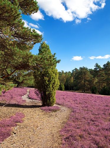 Heide
