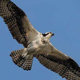 Osprey Flying Close-up by Harry Eggens