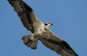 Visarend Vliegend Close-up van Harry Eggens