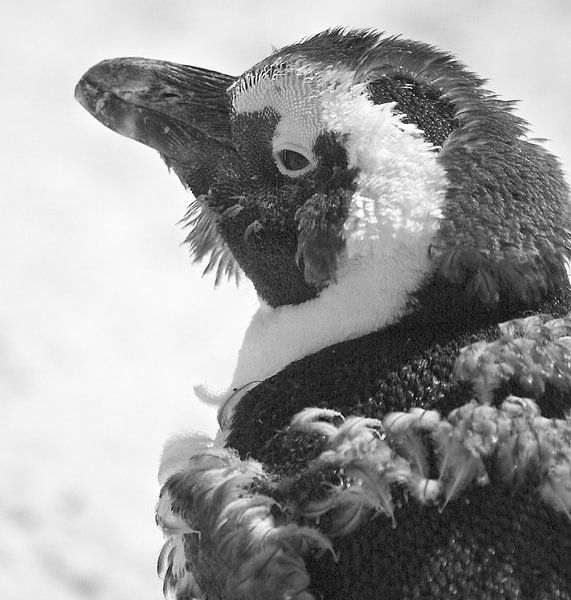 Pinguin ZW van Ruud Lobbes