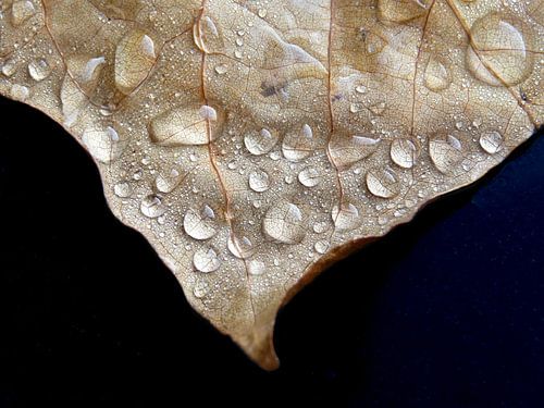 Drops von Leo Hermans