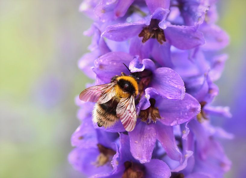 Hummel auf einer violetten Blume von IntoCircles